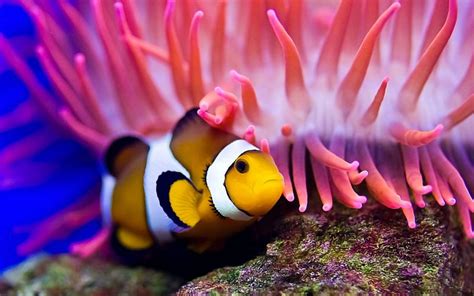 Clownfish Colorful Clownfish Fish Animals Hd Wallpaper Peakpx