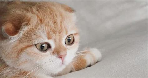 Scottish Fold Munchkin Cat Traits Personality And Price Beyond The Treat