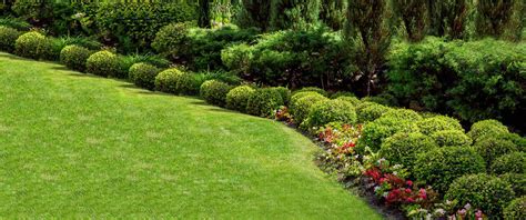 How Far Apart To Plant Arborvitae By Type