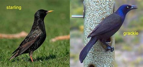 In this article, we will discuss how to get rid of grackles easily. Gackle VS Starling in 2021 | Grackle, Birds, Bird