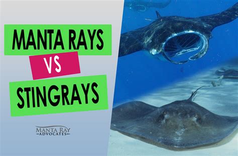 Manta Rays Vs Stingrays Manta Ray Advocates Hawaii