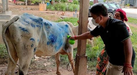 Sapi Sakit Lumpy Skin Bisakah Menular Ke Manusia Okezone Health