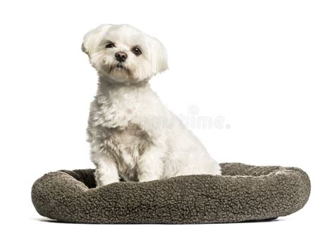 Maltese Sitting In Dog Bed Against White Background Stock Image Image