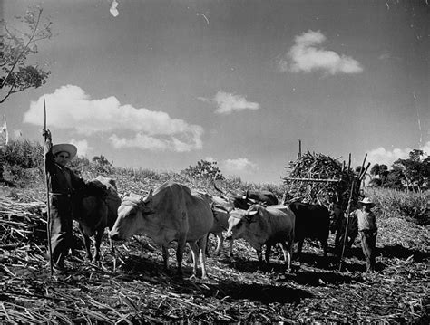 Oxen And Farmers Working On A Sugar Cane Photograph By Hansel Mieth