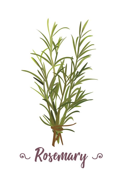 Herbs Rosemary Illustration By Zeynepsh On Shutterstock Rosemary