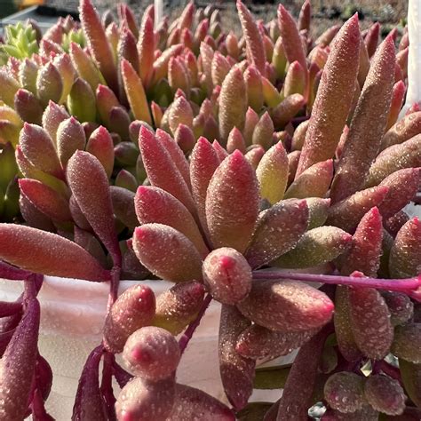 Othonna Capensis ‘ruby Necklace Succulents