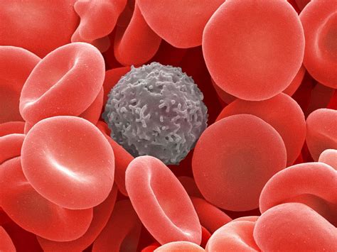 Blood Cells Sem Photograph By Power And Syred Pixels