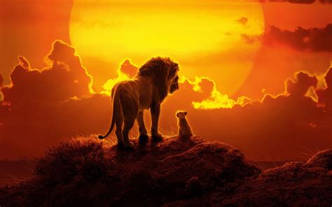 963890 Sunset Baby Animals The Lion King Animals Lion Nature