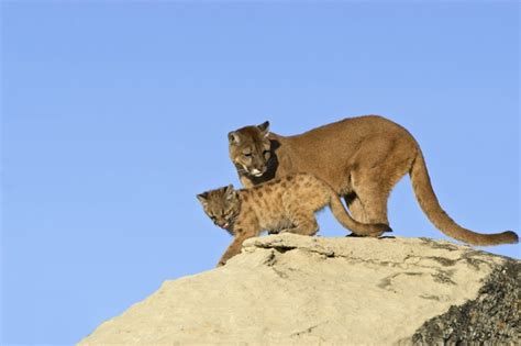 Cougar Reproduction Feline Facts And Information