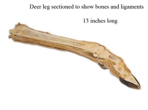 Deer Leg Bone Anatomy
