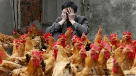 Flu Burung Hong Kong Musnahkan Ribuan Ayam Bbc News Indonesia