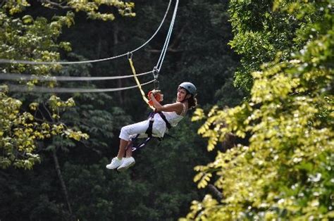 Roatan sloth tours™ brings animal lovers from around the world together, to interact with exotic animals from central america's rainforest canopy. zip line in roatan | Roatan, Trip advisor, Ziplining
