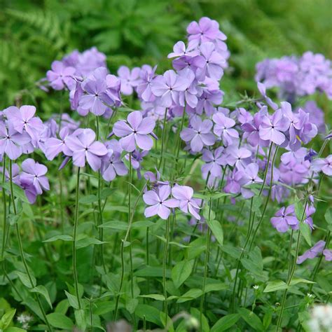 Spring Hill Nurseries 3 In Pot Blue Moon Tall Phlox Purple Flowers