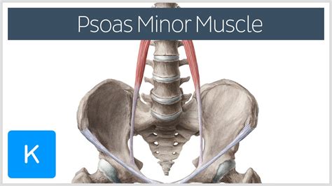 Psoas Minor Muscle Origin And Insertion Human Anatomy Kenhub Youtube
