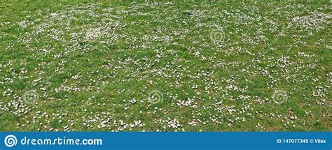 Green Grassy Meadow With Blooming Spring Daisies Flowers Panorama Stock