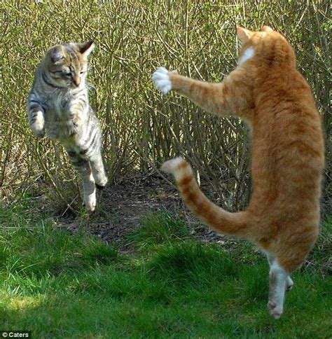 Kumpulan gambar awewek bandung cantik montok berjilbab. wkwkwk: Pertarungan Kucing Ala Ninja ...............