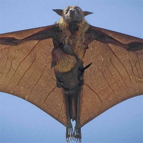 ł ₦ On Twitter The Giant Golden Crowned Flying Fox Acerodon Jubatus