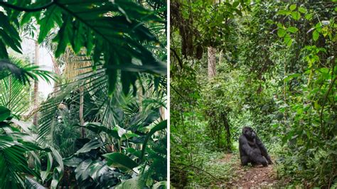 Jungle Vs Rainforest Best 10 Main Differences Explained