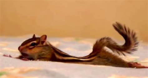 Chipmunk Stretches Then Hangs Out In His Tiny Chipmunk Hammock Boing