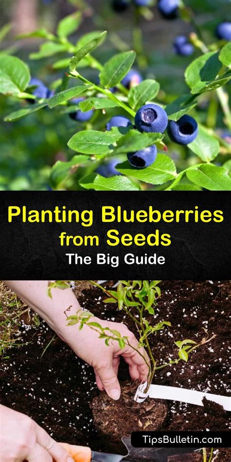 Planting Blueberries From Seeds The Big Guide Growing Blueberries