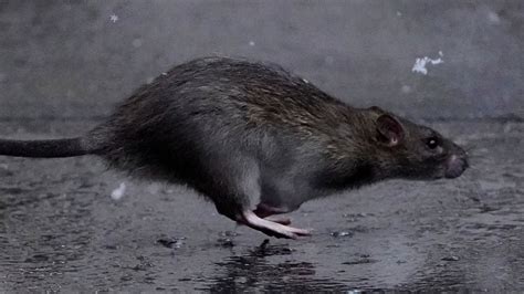 Study Shows New York City Rats Carry Sars Cov 2 Breezyscroll