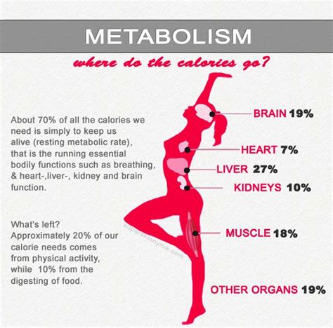 basal metabolism health and fitness