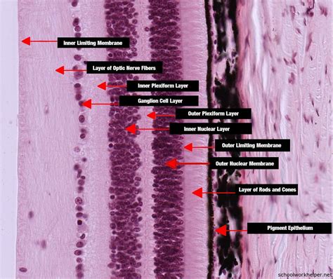 Retina Labelled Histology Slide Schoolworkhelper