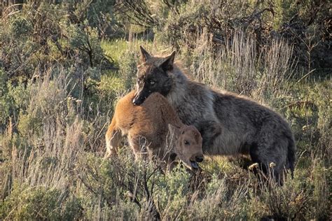 Wolf Taking A Bison Calf Hardcorenature