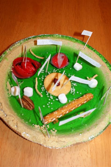 5 Edible Plant Cell Project Ideas Biological Science