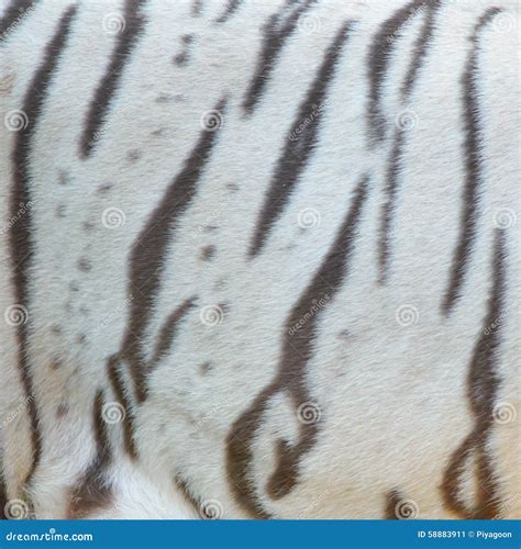 Real White Bengal Tiger Fur Stock Photos Download 69 Royalty Free Photos
