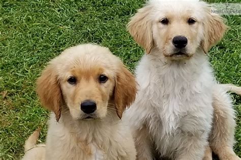 If you are looking to adopt or buy a golden retriever take a look here! Willie: Golden Retriever puppy for sale near Dallas / Fort ...