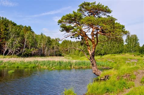 Landscape With Pine Tree And Lake Free Stock Photo Public Domain Pictures