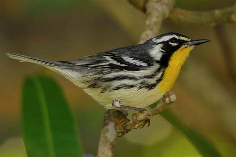 Yellow Throated Warbler By Clive Daelman Birdguides