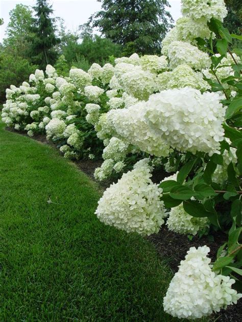 Little Lime Hydrangea Dirt Simple Hydrangea Garden Hydrangea