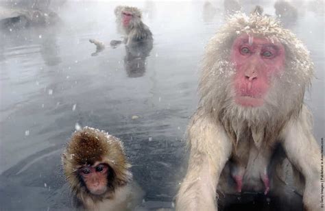 Japanese Macaques Bathe In Hot Springs Gagdaily News