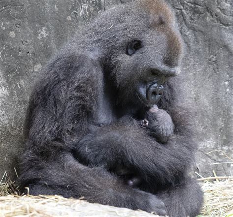 Tiny Critically Endangered Gorilla Baby Born In New Orleans Ap News