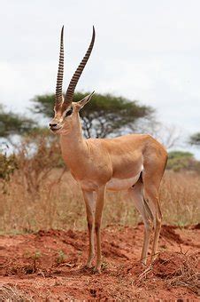 Featured items newest items best selling a to z z to a by review price: The meaning and symbolism of the word - «Gazelle»