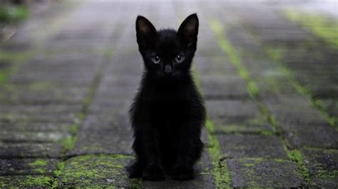 Cancelan Adopción De Gatos Negros Por Alerta De Ritos Satánicos En