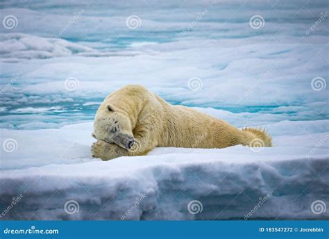 Large Male Polar Bear Laying On Ice Sleeping Stock Photo Image Of