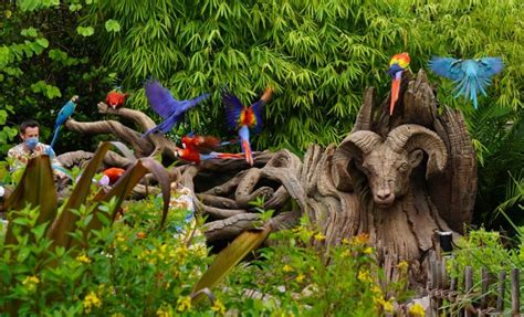 Tips For Watching The Winged Encounters Mini Show At Animal Kingdom