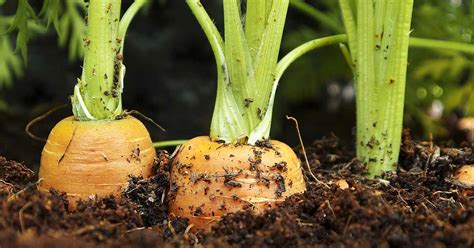 How To Plant And Grow Carrots Gardeners Path Reportwire