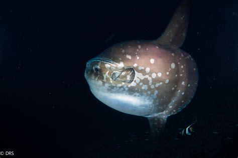 Ocean Sunfish Mola Moon Fish — Blue Corner Dive Freediving