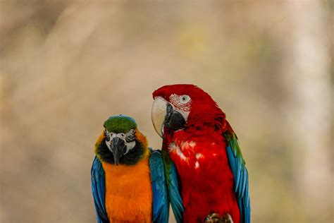 Beauty Of Colorful Wings Parrots At Antalya Zoo Daily Sabah