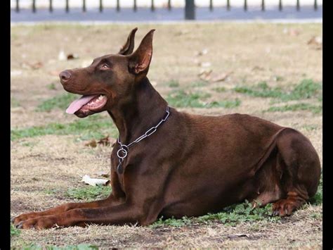 European Dobermans - Dog Breeders - Inglewood, CA