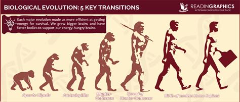 What Can We Learn From Human Evolution Readingraphics