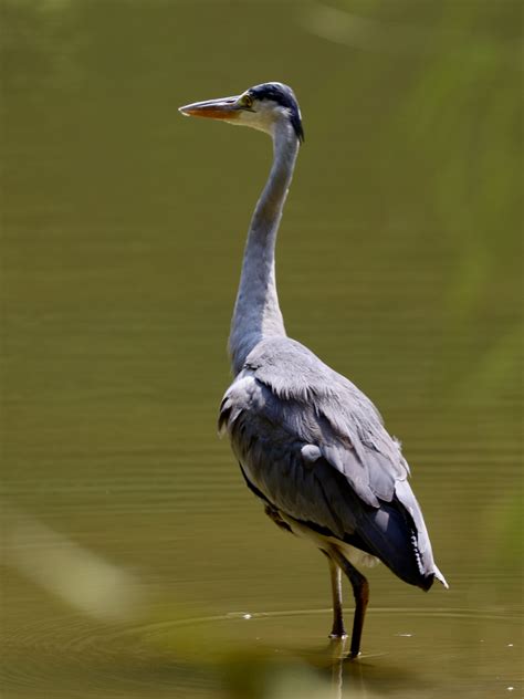 Grey Heron Sg Botanic Gardens Singapore Botanic Gardens Grey Heron