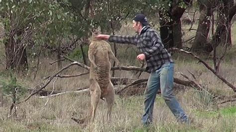 Man Punches Kangaroo In Video What Was The Roo Really Thinking Au — Australias