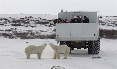 Polar Bears At Tundra Buggy Lodge Holiday Canadian Affair