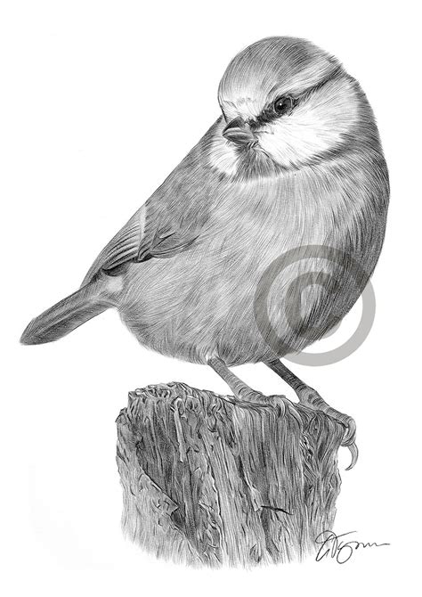 Pencil Drawing Of A Blue Tit By Uk Artist Gary Tymon