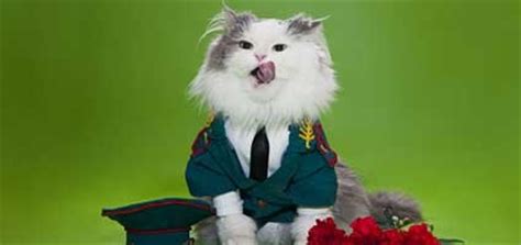 Animated images of funny cats in gif format. Halloween Inspiration: Costume Ideas from My Sister's Cat ...